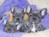 Französische Bulldogge Welpen mit Papieren aus deutscher Hobbyzucht !