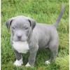  Reinrassige wunderschöne pitbull-Welpen aus FCI /  VDH
