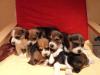 Beagle Welpen,  bestens sozialisiert,  mit Papiere