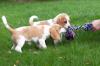 Beagle Welpen,  bestens sozialisiert,  mit Papiere