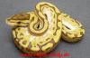 Verkaufe Boas,  Pythons und Nattern verschiedene Varianten