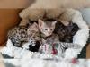 Bengalkitten mit Stambaum,  Bengalkatze,  Bengal Kitten Reinrassige
