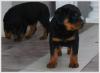 Rottweiler-Welpe,  Hündin,  11 Wochen alt,  mit ADRK-Papieren