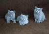 Wunderschöne,  reinrassige British Kurzhaar Kitten mit Stammbaum