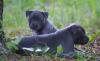 American-Pitbull-Blue-Line-Welpen, , 