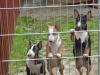 Miniatur Bullterrier welpen mit Papieren
