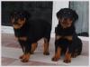 Rottweiler Welpen Reinrassig geimpft