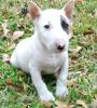 Miniatur Bullterrier Rüde mit VDH /  FCI Papieren