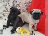 Mops Welpen 10 Wochen alt entwurmt,  geimpft,  gechipt und haben EU- Pas