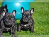 FRANZÖSISCHE BULLDOGGEN WELPEN GECHIPT, ENTWURMT&GEIMPFT