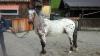 wunderschöner Appaloosa   Wallach  mit Paß,  geimpft, 