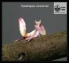 Hymenopus coronatus (Orchideenmantiden),  Idolomantis diabolica (Große Teufelsblu