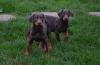 Reinrassige Dobermannwelpen   Rüden/  Hündinnen     