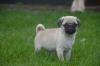 Mops welpen zu verkaufen