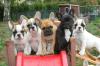Französische Bulldogge Welpen red fawn,  fawn,  pied