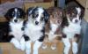 Australian Shepherd Welpen,  in tollen Farben mit blauen Augen,  
