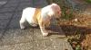 American Bulldog Welpen