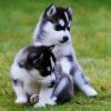 Süße Siberian Husky Welpen