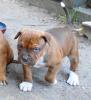 Top xxl American Pitbull Terrier Blue-Line Welpen