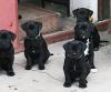 Dogo Canario/ dogge