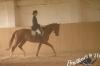 aufgeweckter,  lernwilliger Trakehner