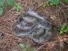 SUCHE: Pantherophis o. spiloides ; Graue Erdnatter!