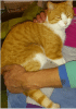 Kater rot/ weiß vermisst!
