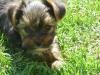 Kleinbleibende Yorkshire Terrier ,  zum knuddeln süß :-)