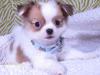 SUPER Chihuahua Welpen in Kurzhaar,  VDH/ FCI. Klasse statt Masse !