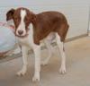 Delin sucht ein neues zu Hause