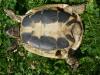 Griechische Landschildkröten Jg. 2004