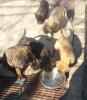 Bildhübsche reinrassige Bullmastiff,  Welpen,  Ahnentafel