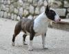 Rüden,  Hündinnen Miniatur Bullterrier vom VDH Züchter