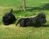Scottish Terrier sehr schöne scottische Hündinnen und Rüden Gestromt mit Ahnenta