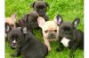 FRANZÖSISCHE BULLDOGGEN WELPEN GECHIPT, ENTWURMT&GEIMPFT