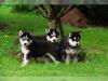  Siberian Husky Wurfplanung für Herbst m. VDH/ DCNH/ FCI-Papieren aus seriöser u. 