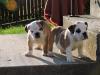 English Bulldog Welpen . Ab sofort abgabebereit! Aus Championzucht