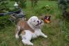 English Bulldog Welpen . Ab sofort abgabebereit  Aus Championzucht