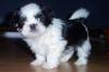 zuckersüße 10 Wo. alte Shih Tzu Welpen suchen Ihre Liebe