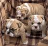 Reinrassig Englische Bulldoggen Welpen