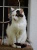 Zugelaufene Katze abzugeben-3644 Emmersdorf/ D.