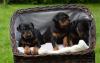 Dobermann Welpen aus Championverpaarung ,  Schwarz/ Braun Papiere 