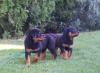 Wunderschöne Rottweilerwelpen mehrfach entwurmt,  geimpft und gechipt