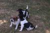 Jack Russel Terrier abzugeben