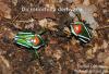 Dicronorhina derbyana,  schöne Käfer Rosenkäfer,  Engerlinge