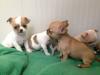 Bischon Gechipt Babys Chihuahua Typvolle Welpen Reinrassige 