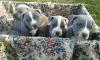 American Pit Bull Welpen in Blau, Blau-tan mit Papiere !