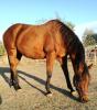 Beistellpferd Quarter Horse Wallach