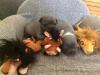 Französischer Bulldog Welpen ab Ende März 