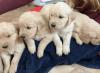 golden retriever-Welpen